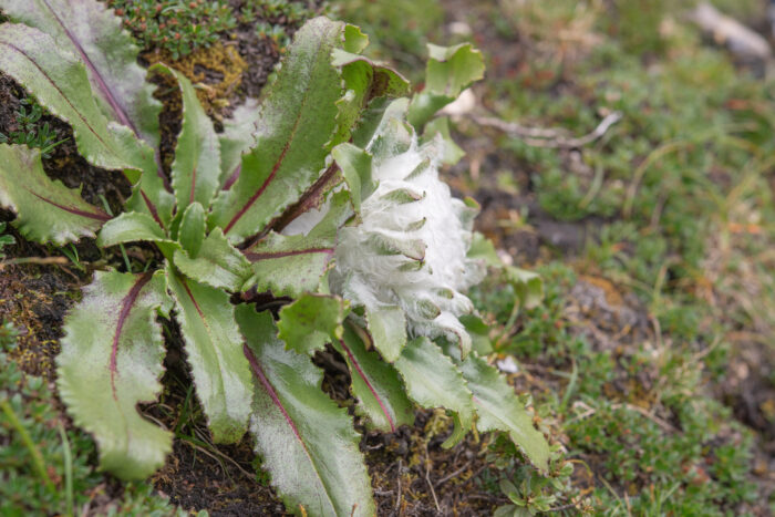 Saussurea conaensis