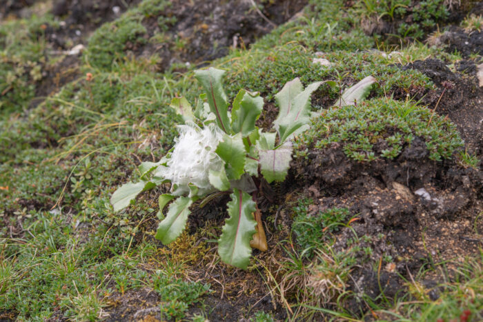 Saussurea conaensis