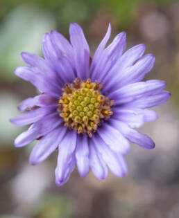 Arunachal plant (Astereae)