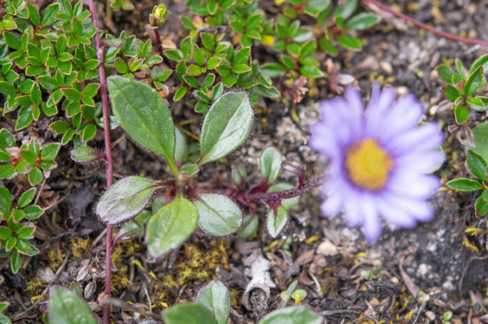 Arunachal plant (Astereae)