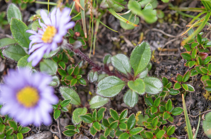 Arunachal plant (Astereae)