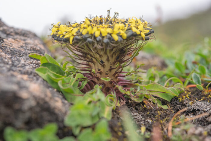 Soroseris hookeriana