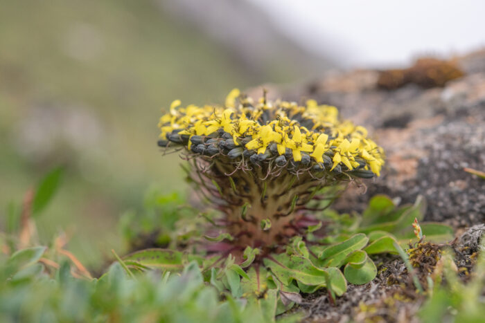 Soroseris hookeriana