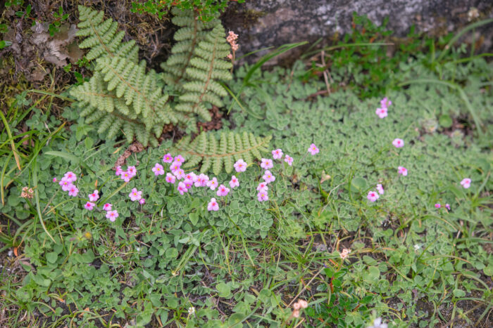 Androsace wardii