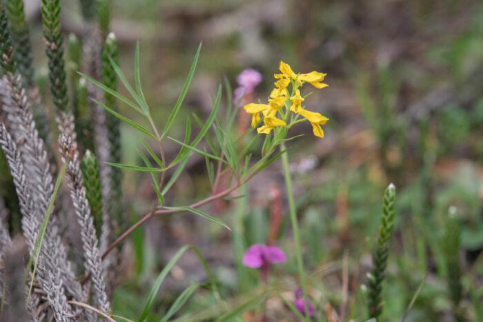 Arunachal plant (Corydalis)