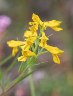 Arunachal plant (Corydalis)