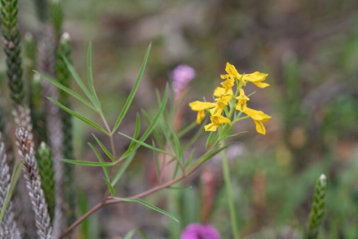 Arunachal plant (Corydalis)