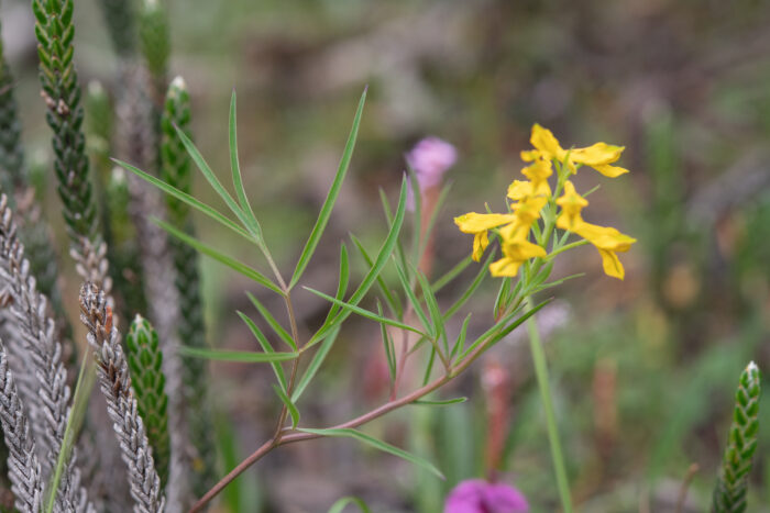 Arunachal plant (Corydalis)