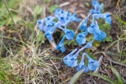 Corydalis ecristata