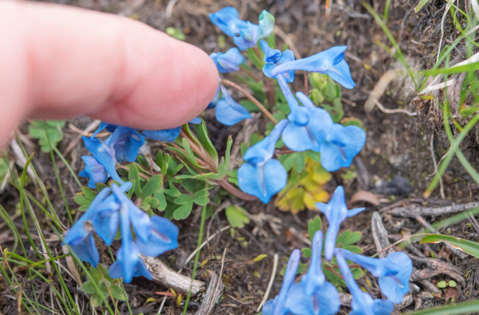 Corydalis ecristata