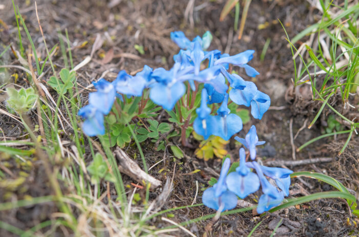 Corydalis ecristata