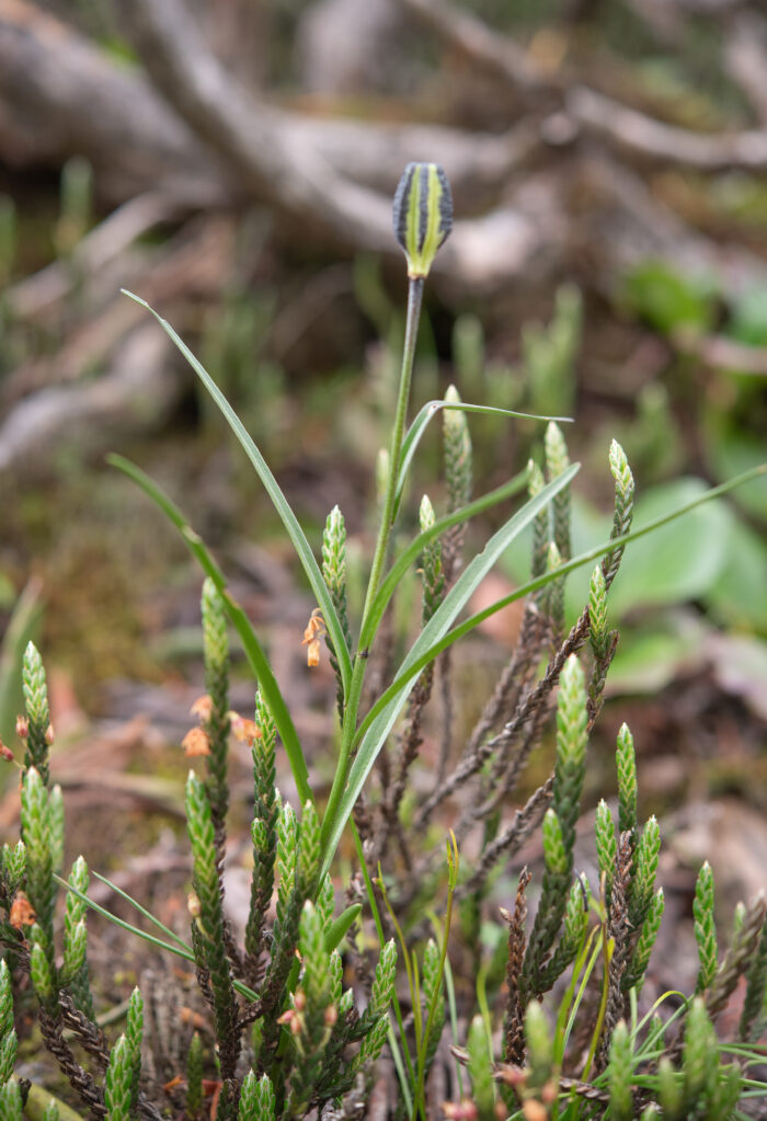 Lilium nanum