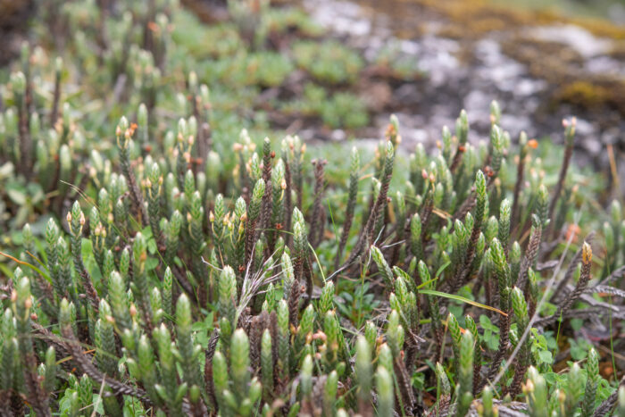 Arunachal plant (Cassiope)