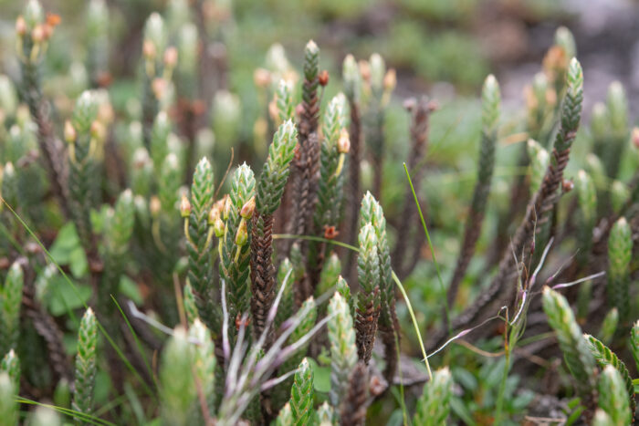 Arunachal plant (Cassiope)