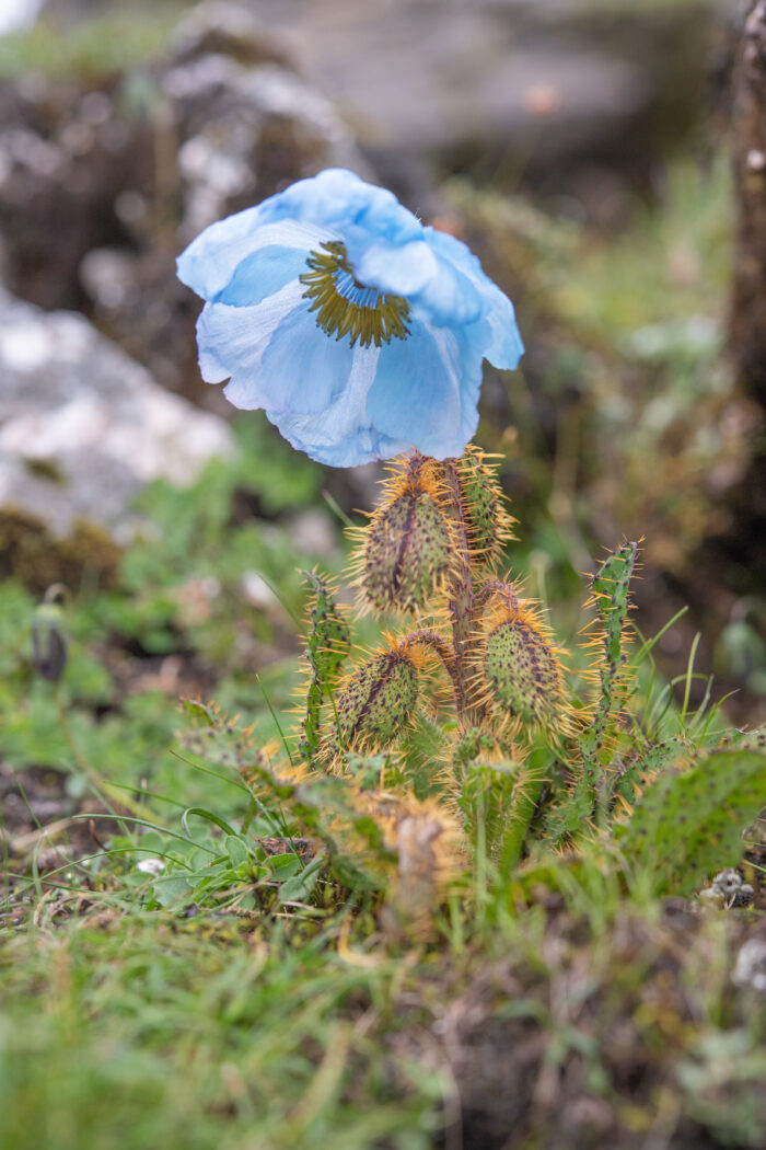 Prickly Blue Poppy (Meconopsis horridula)