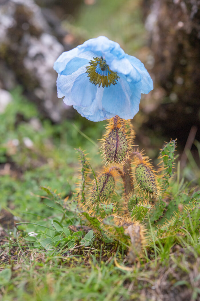 Prickly Blue Poppy (Meconopsis horridula)