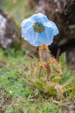 Prickly Blue Poppy (Meconopsis horridula)