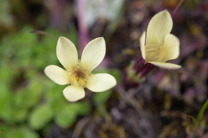 Cyananthus macrocalyx