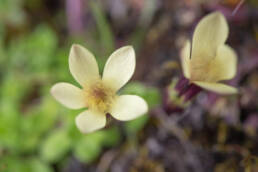 Cyananthus macrocalyx