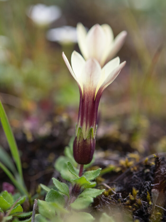 Cyananthus macrocalyx