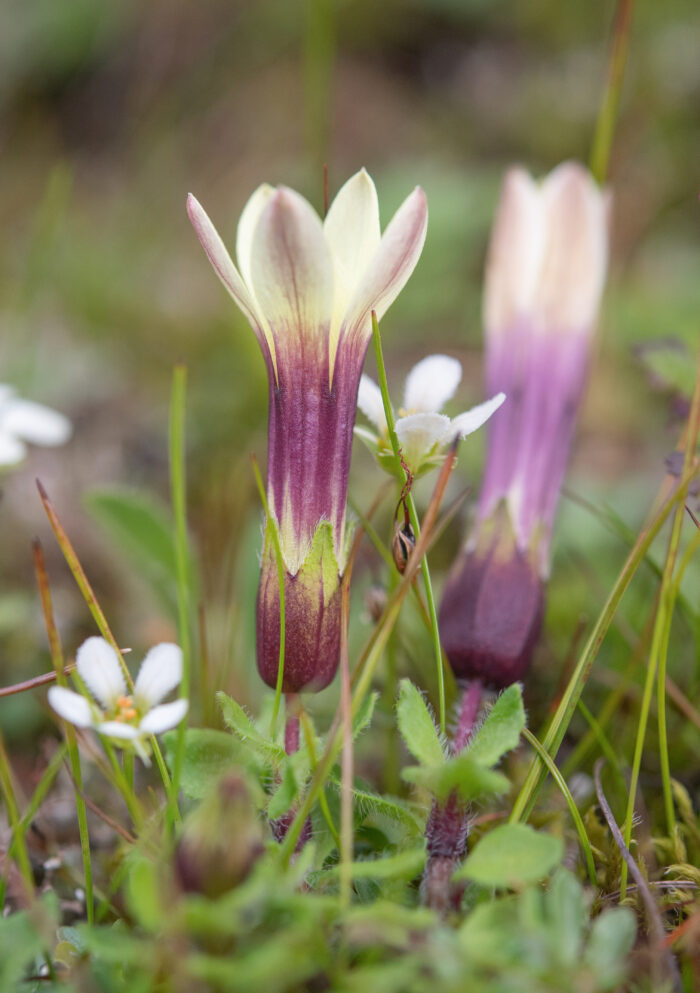 Cyananthus macrocalyx