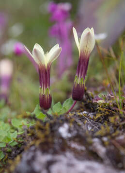 Cyananthus macrocalyx