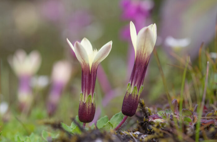 Cyananthus macrocalyx