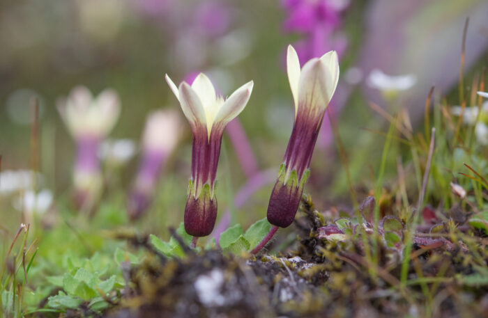 Cyananthus macrocalyx