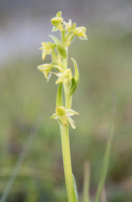 Arunachal plant (Orchidinae)