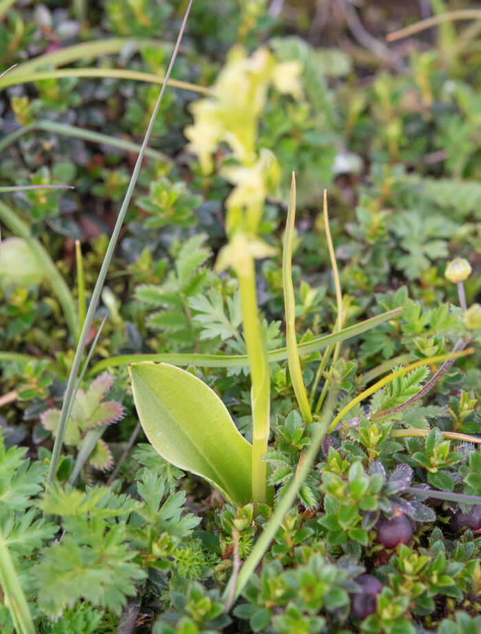 Arunachal plant (Orchidinae)