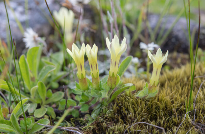 Cyananthus macrocalyx spathulifolius