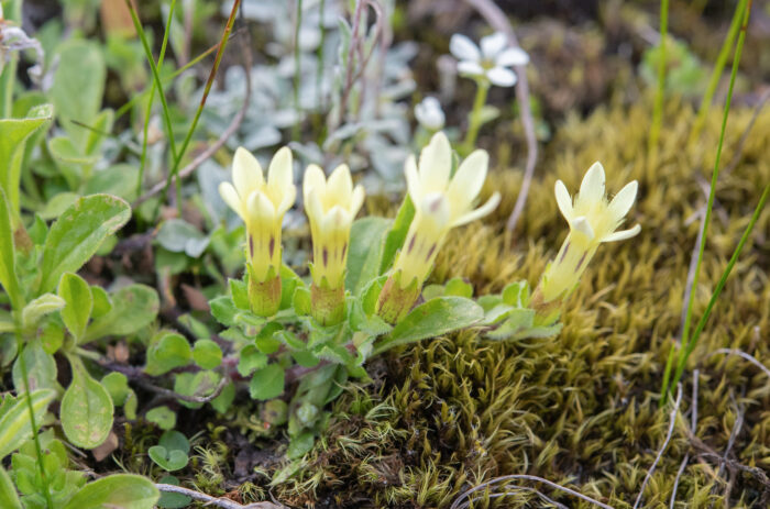 Cyananthus macrocalyx spathulifolius