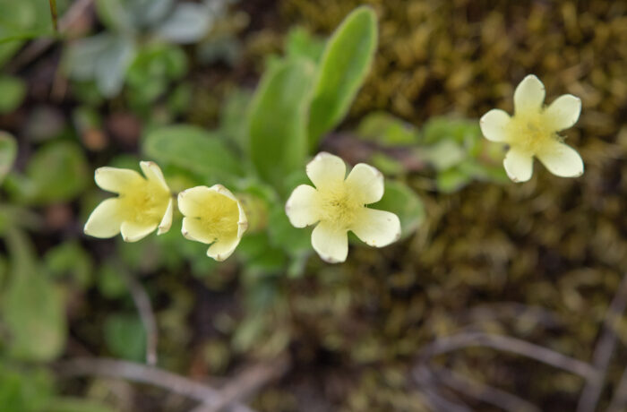 Cyananthus macrocalyx spathulifolius