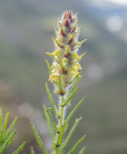 Pedicularis melalimne