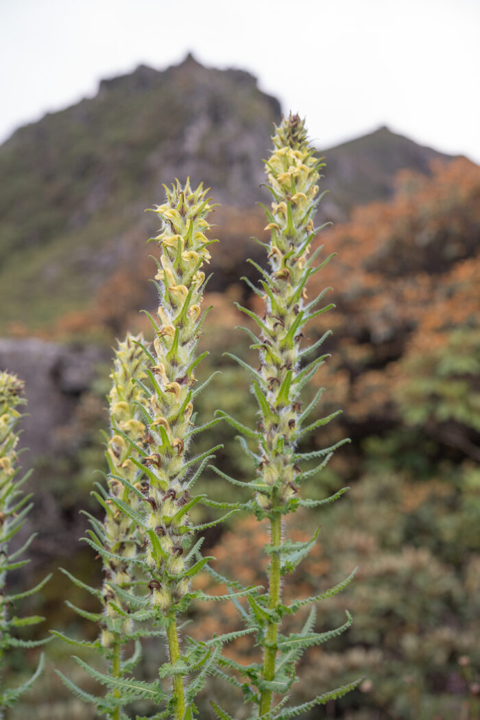 Pedicularis melalimne