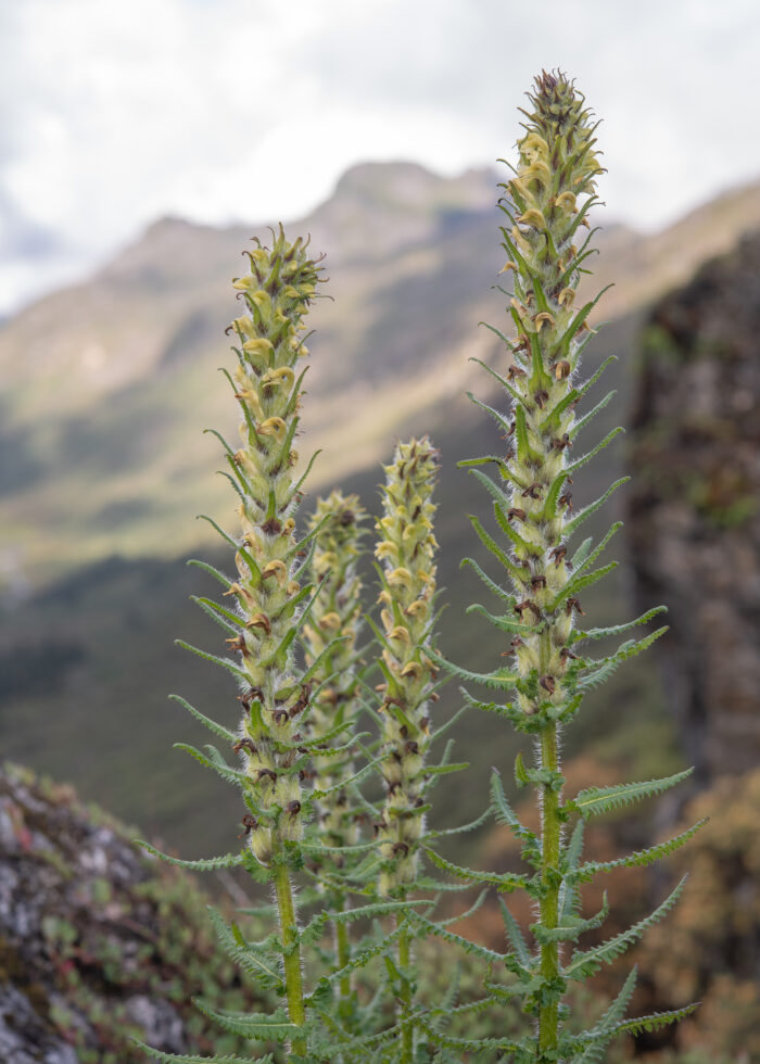 Pedicularis melalimne