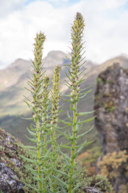 Pedicularis melalimne