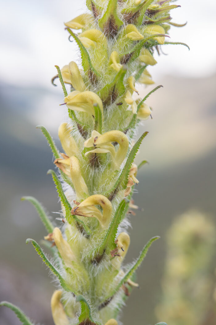 Pedicularis melalimne