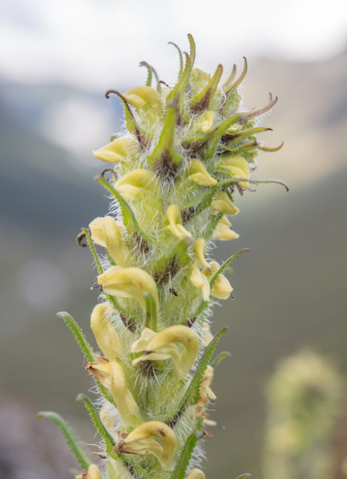 Pedicularis melalimne