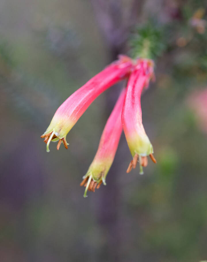 Discolorous Heath (Erica discolor)