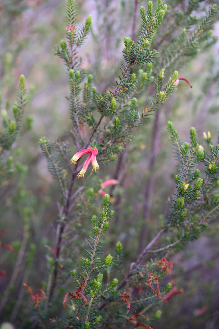 Discolorous Heath (Erica discolor)