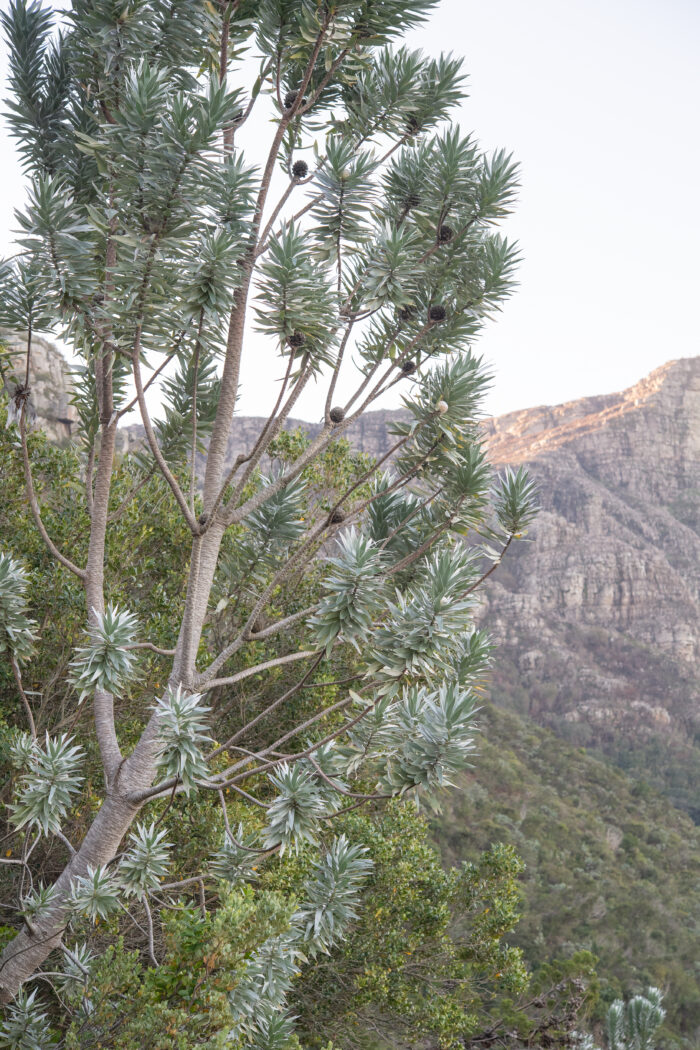 Cape Silver Tree (Leucadendron argenteum)