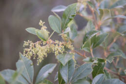 Wild Currant (Searsia tomentosa)