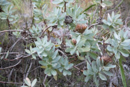 Wagon Tree (Protea nitida)