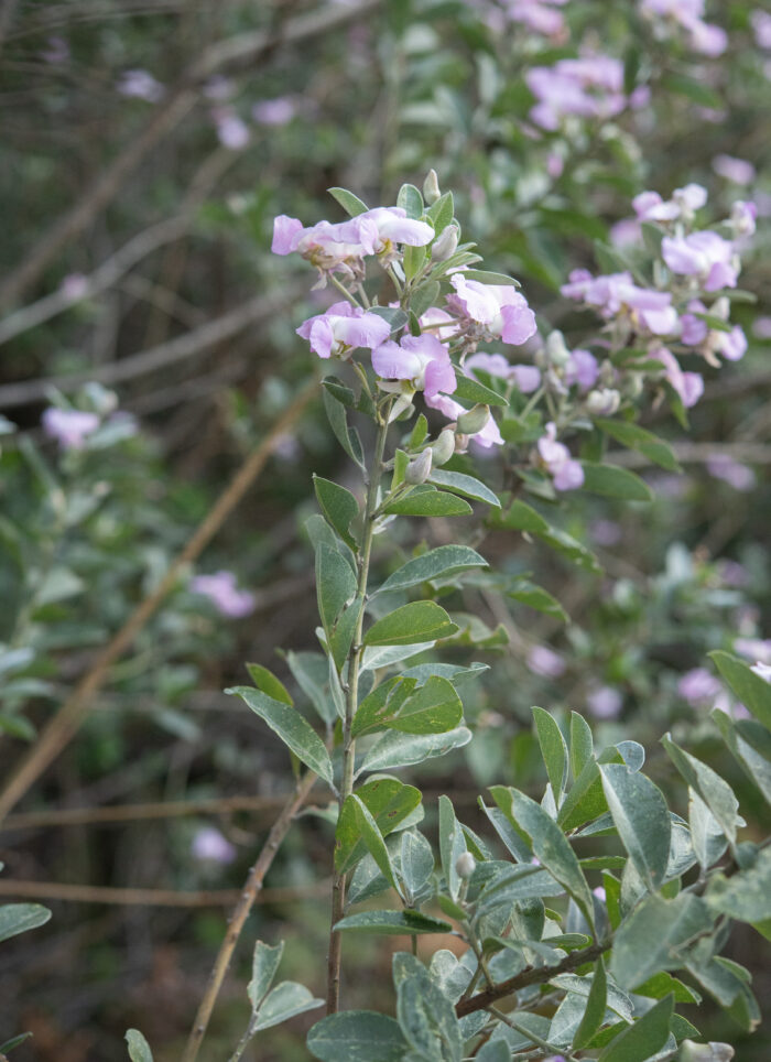 Water Blossom Pea (Podalyria calyptrata)