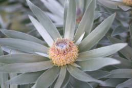 Cape Silver Tree (Leucadendron argenteum)