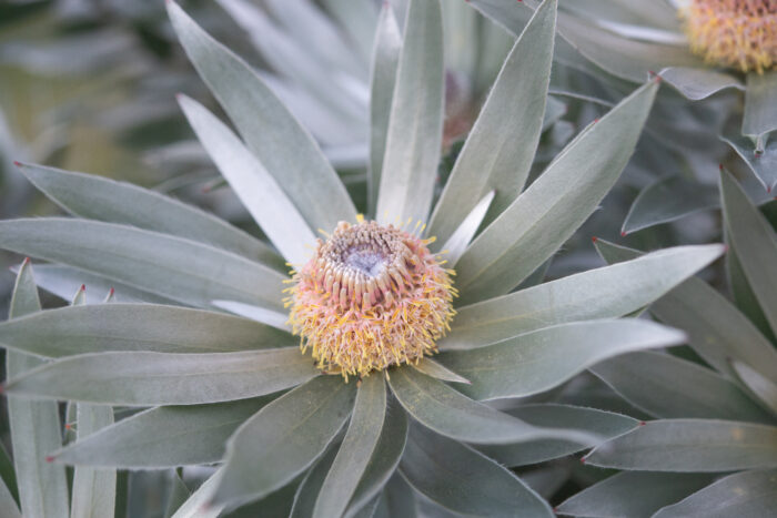 Cape Silver Tree (Leucadendron argenteum)