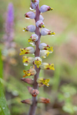 Pied Viooltjie (Lachenalia mutabilis)