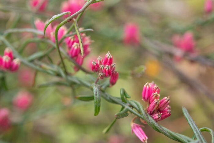 Rockcandy Minimouth (Microloma sagittatum)