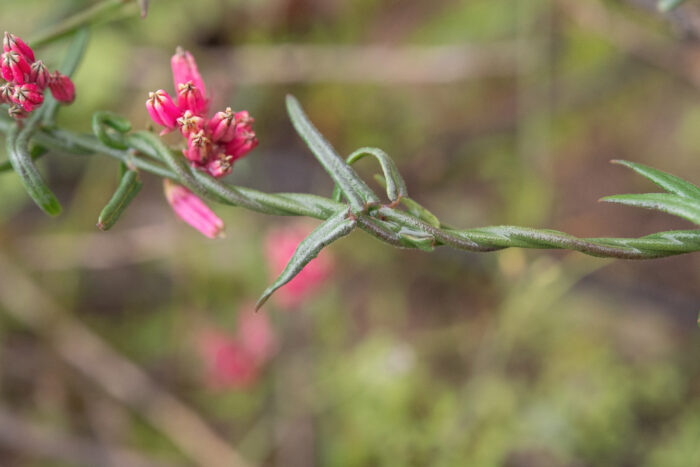 Rockcandy Minimouth (Microloma sagittatum)